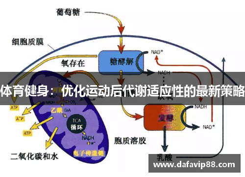 体育健身：优化运动后代谢适应性的最新策略